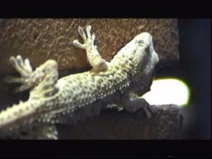 Per vedere il video cliccare sul link