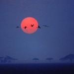 Foggy sunrise on Serengeti Plains. Tanzania 1989